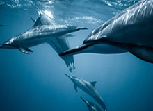 跳得更高了？火箭媒体晒阿门-汤普森训练中双手暴扣的视频